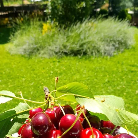 Apartment Ebruli Cennet Bahcesi