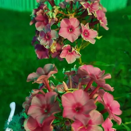 Ebruli Cennet Bahcesi * Nevşehir