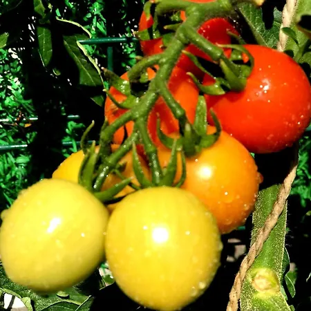 Ebruli Cennet Bahcesi Nevşehir