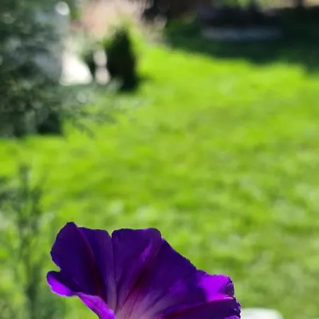 Apartment Ebruli Cennet Bahcesi