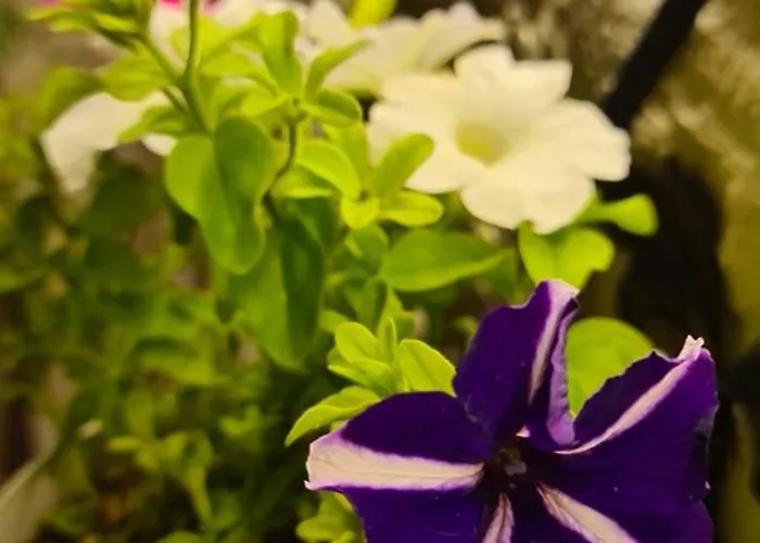 דירה Ebruli Cennet Bahcesi