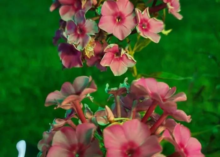 Ebruli Cennet Bahcesi * נבשהיר