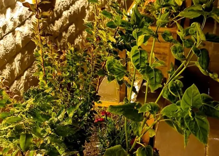 Ebruli Cennet Bahcesi *