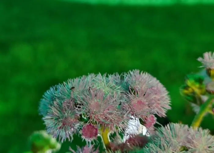 Ebruli Cennet Bahcesi דירה