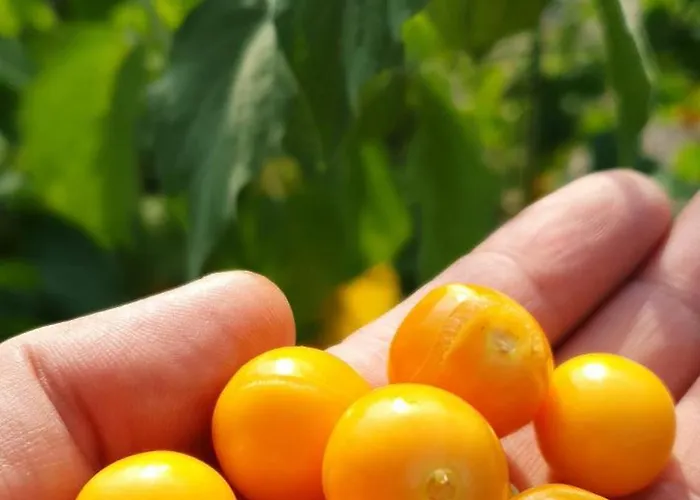 Ebruli Cennet Bahcesi דירה נבשהיר