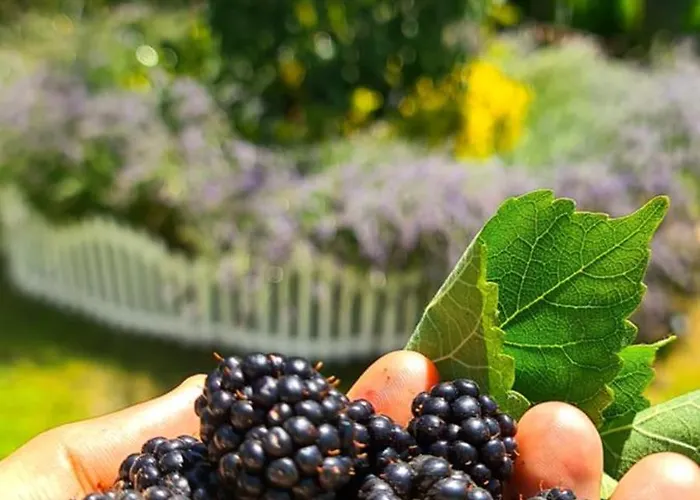דירה Ebruli Cennet Bahcesi נבשהיר