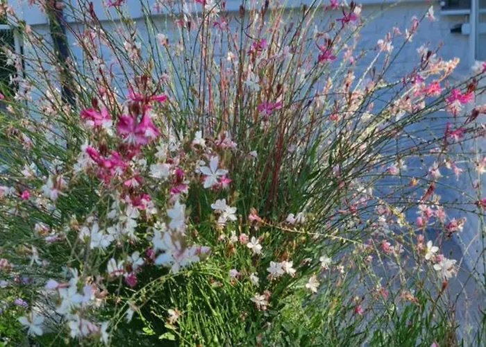 Ebruli Cennet Bahcesi * נבשהיר