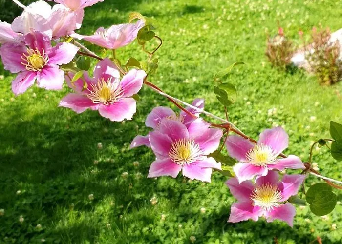 Ebruli Cennet Bahcesi