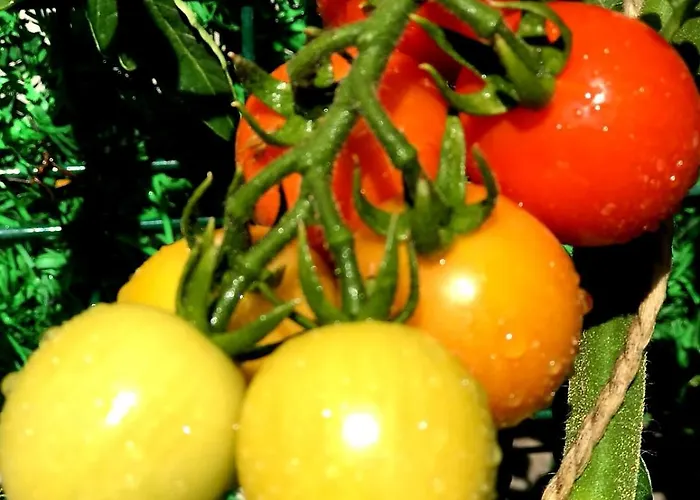 Ebruli Cennet Bahcesi נבשהיר