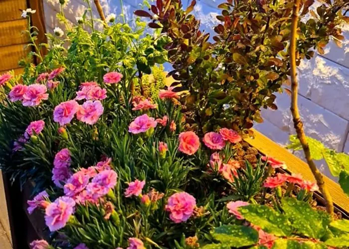 Ebruli Cennet Bahcesi נבשהיר