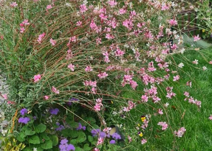 Ebruli Cennet Bahcesi דירה