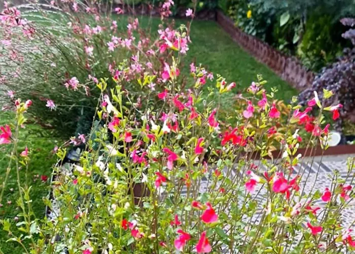 Ebruli Cennet Bahcesi * נבשהיר