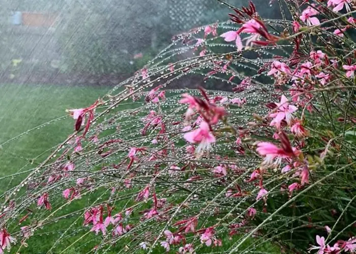 Ebruli Cennet Bahcesi * נבשהיר